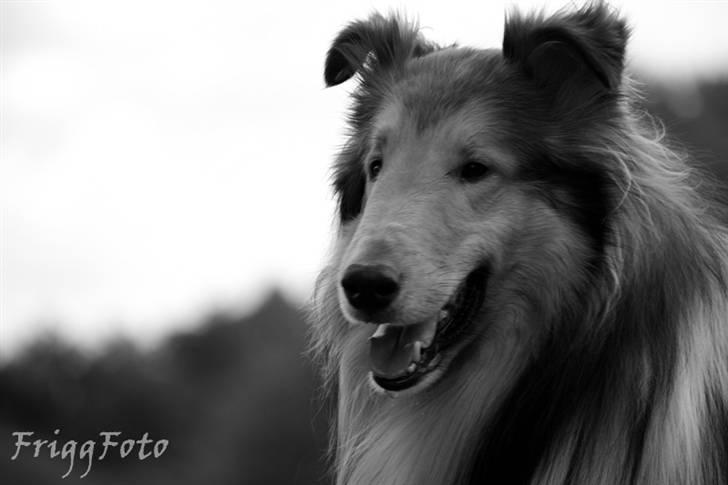 Collie langhåret Lassies American Fellow (Himmelhund) - Juni 2010 billede 1