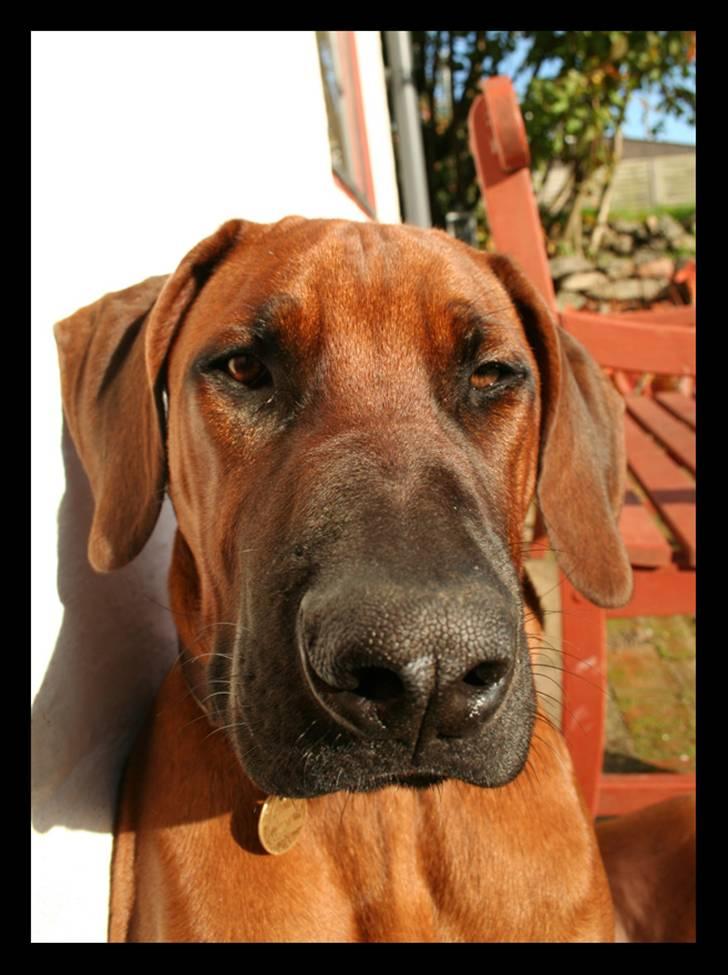 Rhodesian ridgeback - (Bhara-Bhara@Wolle Kirk) Sjumba - Cool Hounddog billede 13