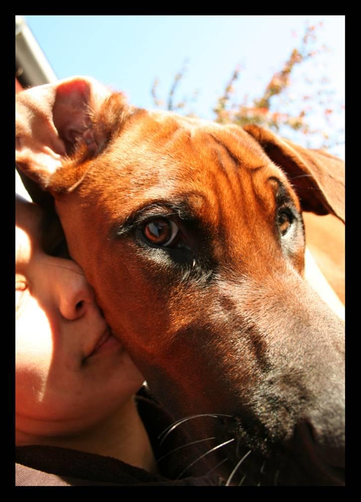 Rhodesian ridgeback - (Bhara-Bhara@Wolle Kirk) Sjumba - Kom mor og lad os kramme her i solen!!! billede 12