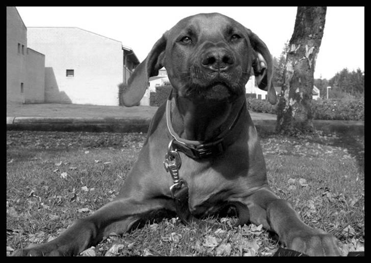 Rhodesian ridgeback - (Bhara-Bhara@Wolle Kirk) Sjumba - Til ære for kameraet kan jeg godt dække  billede 16