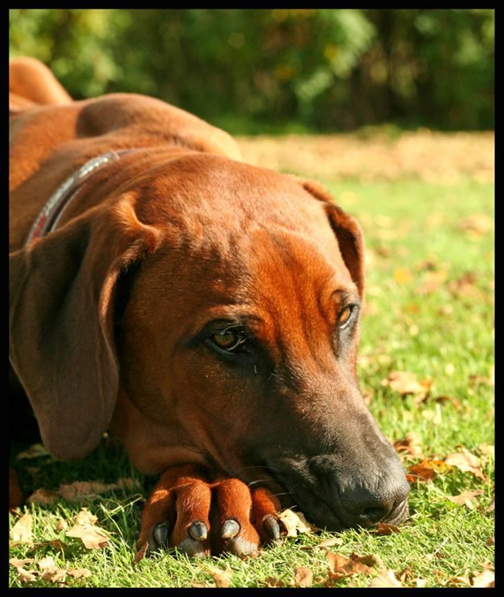 Rhodesian ridgeback - (Bhara-Bhara@Wolle Kirk) Sjumba - Puha, de her fotosessioner kan være udmattende billede 19