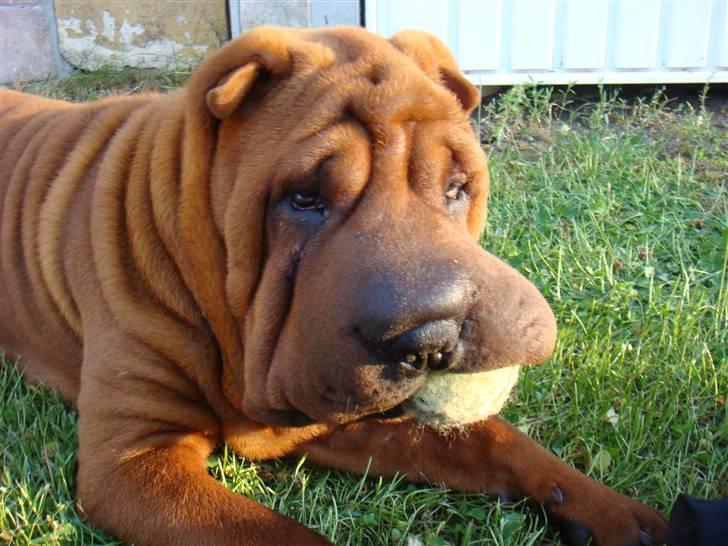 Shar pei Alma - Jeg ved ikke hvem der har taget bolden-du kan næsten ikke se den, vel???-min mor siger at jeg er rigtigt fræk..-hvorfor mon?? billede 16