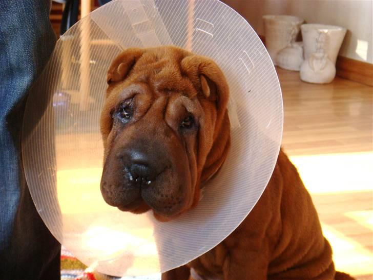 Shar pei Alma - det er altså ikke sjovt at være nyopereret og skal have krave på.....hvis jeg ser rigtig ynkelig ud kan det være de tager den af....onde forældre jeg har fået altså.... billede 17
