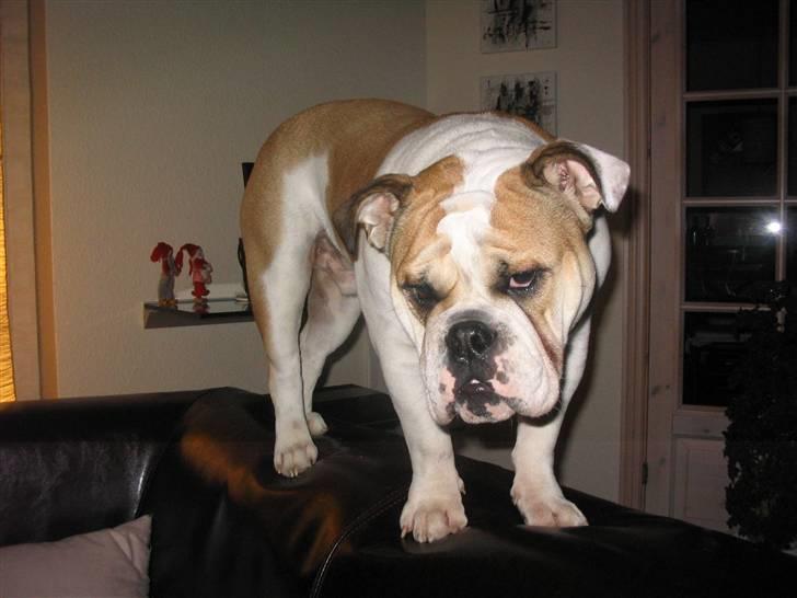 Engelsk bulldog Alfred - Balancekunst på sofaen. billede 13