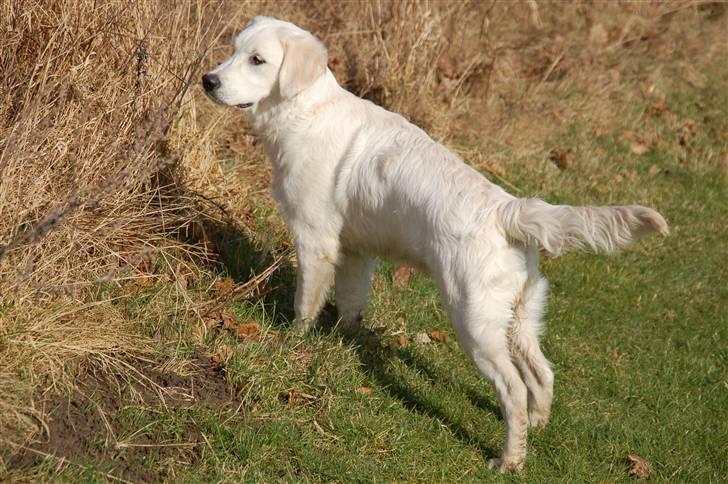 Golden retriever Taya - nyt billede seks en halv mdr. gammel. (17/2-09) billede 1