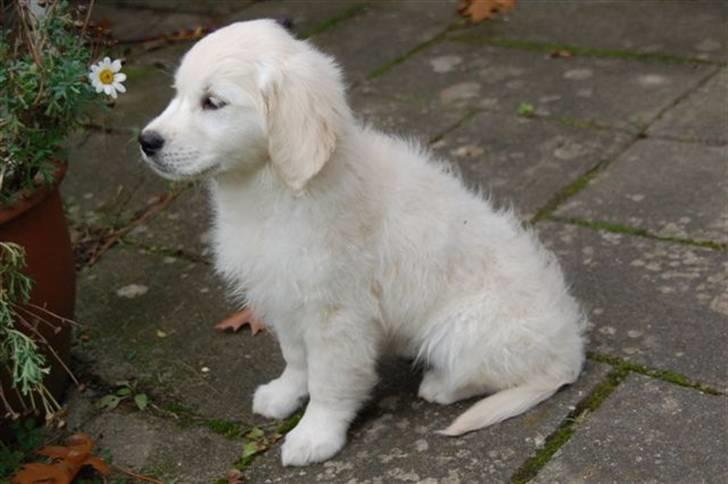 Golden retriever Taya - hmm.. underlig tingest den de kalder en blomst :-) billede 2