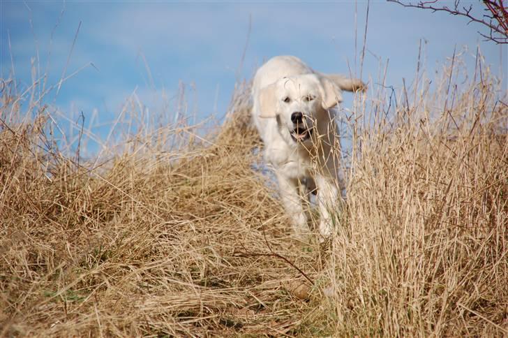 Golden retriever Taya - 17/2 billede 3