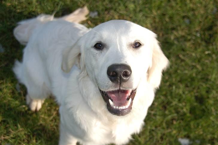 Golden retriever Taya - 17/2 billede 4