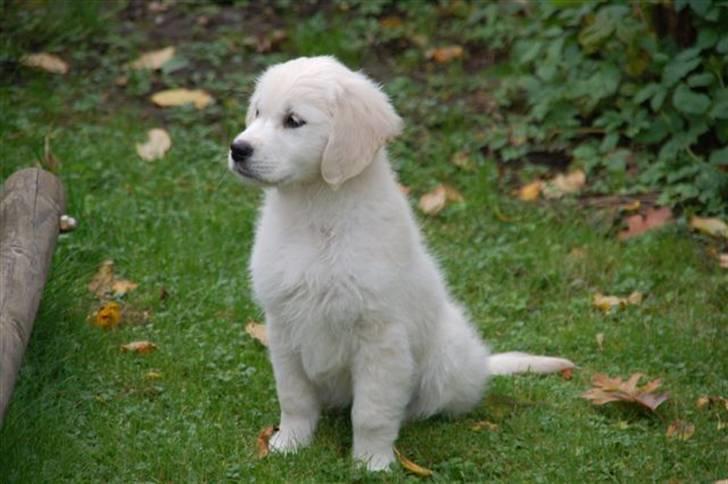 Golden retriever Taya billede 5