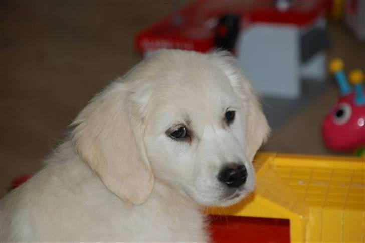 Golden retriever Taya - Hey you  :-) billede 6