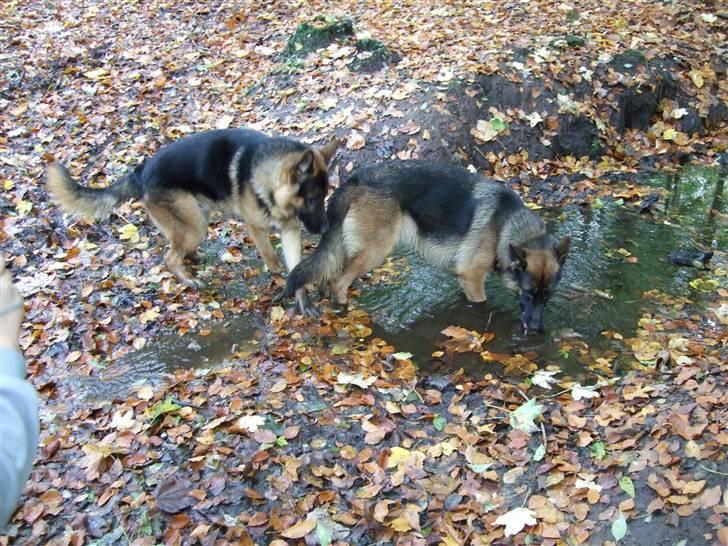 Schæferhund Aldum Donna - Donna i skoven med hendes hel bror Djengis billede 11