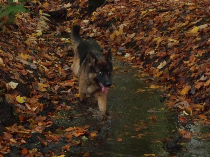 Schæferhund Aldum Donna billede 12