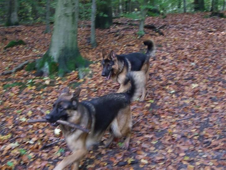 Schæferhund Aldum Donna billede 13