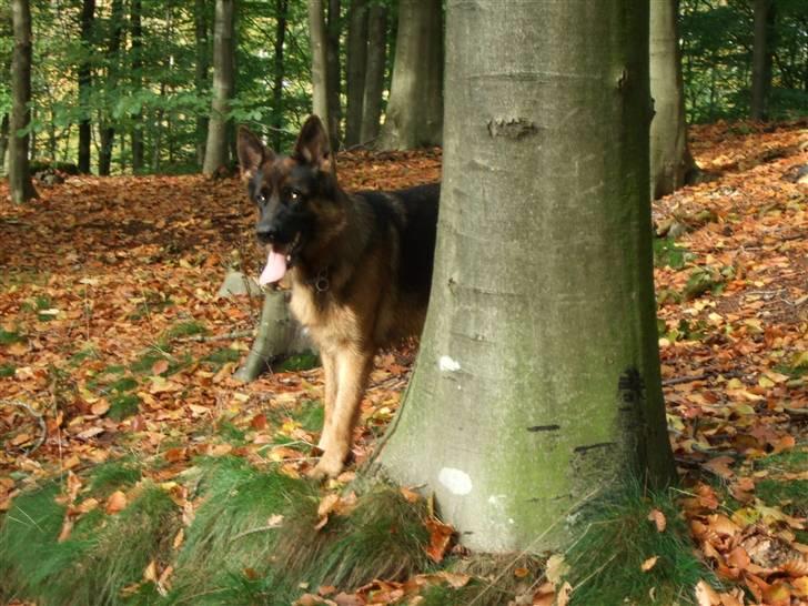 Schæferhund Aldum Donna billede 14