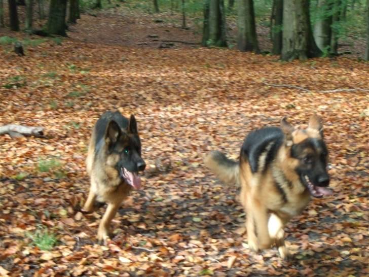 Schæferhund Aldum Donna billede 15