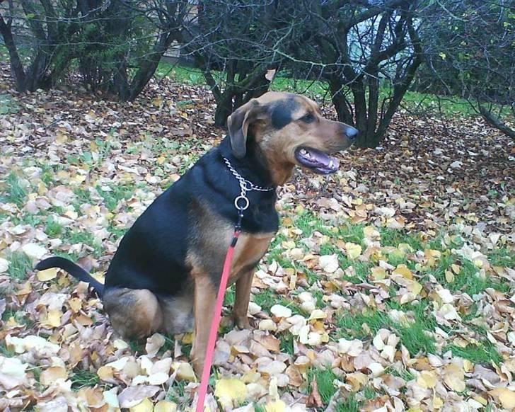 Blanding af racer Snøvsen (Mors hund) billede 13