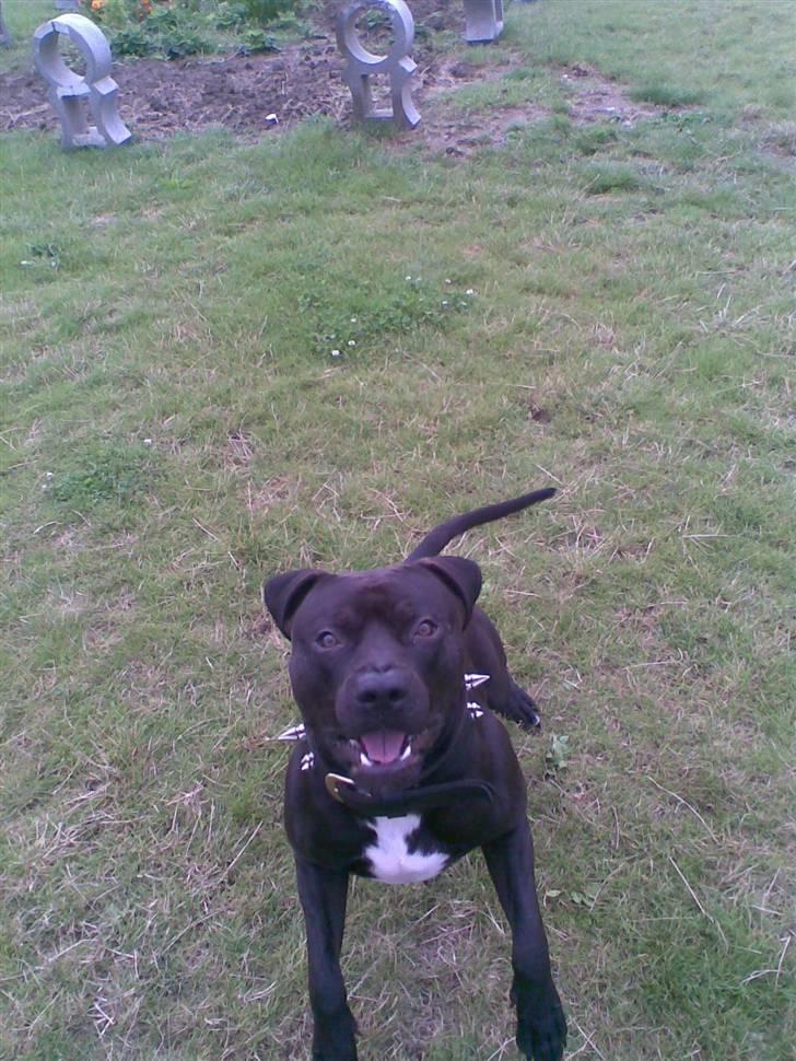 Amerikansk staffordshire terrier Briian =o) - sulten billede 2