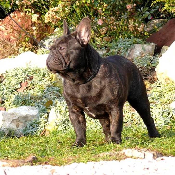 Fransk bulldog Kiss Bully Unity. billede 1