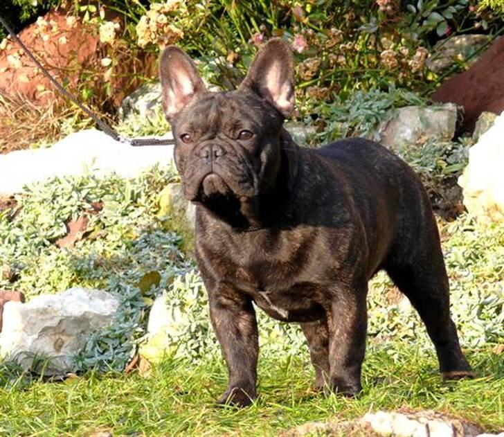 Fransk bulldog Kiss Bully Unity. billede 2