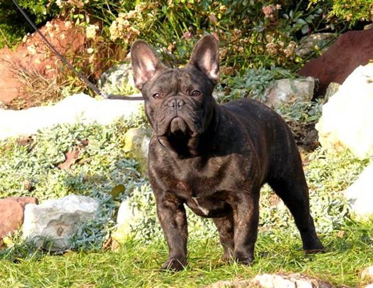 Fransk bulldog Kiss Bully Unity. billede 3