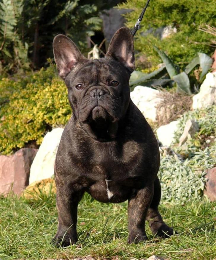 Fransk bulldog Kiss Bully Unity. billede 4