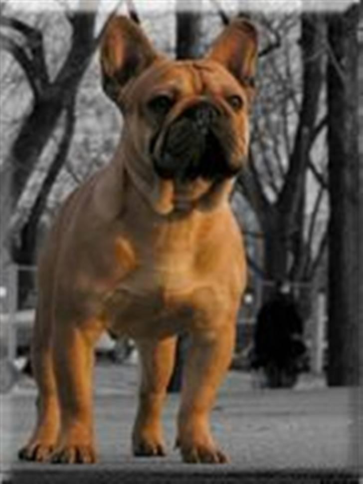 Fransk bulldog Kiss Bully Unity. - Unity´s far Ventura. billede 5