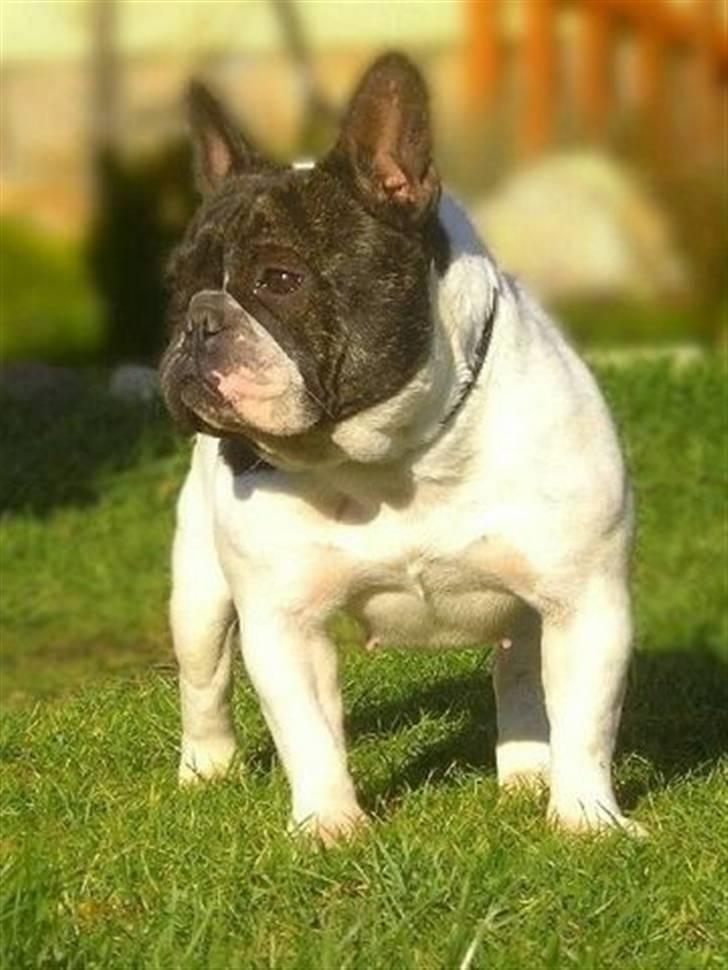 Fransk bulldog Kiss Bully Unity. - Unity´s mor Tracy. billede 6
