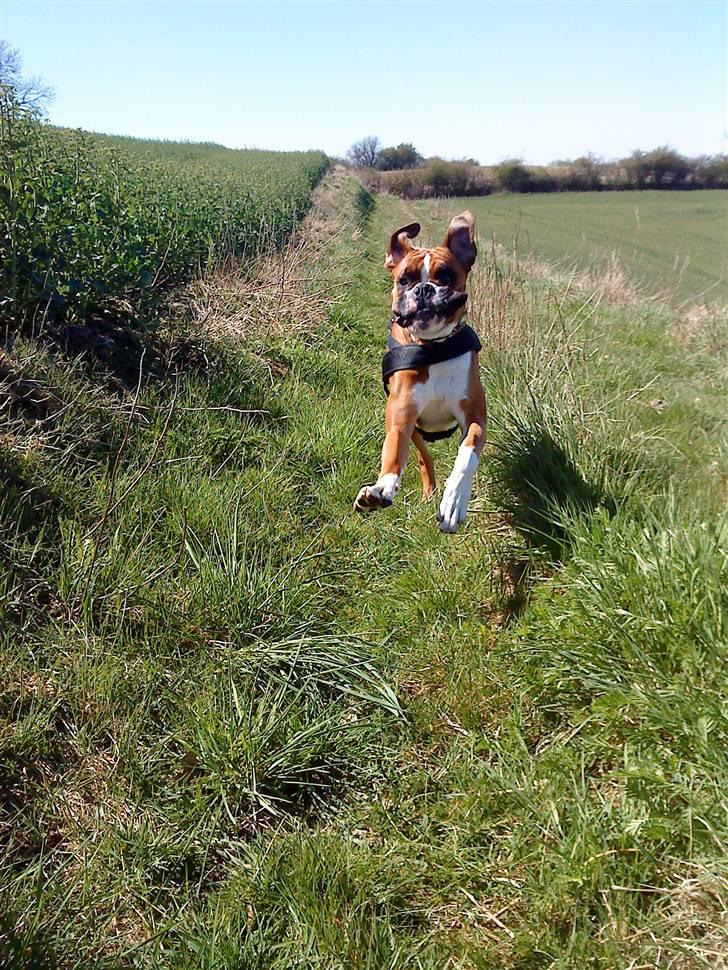 Boxer Mezzobox Bertil Ludvig billede 13