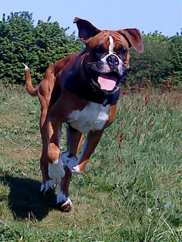 Boxer Mezzobox Bertil Ludvig billede 14