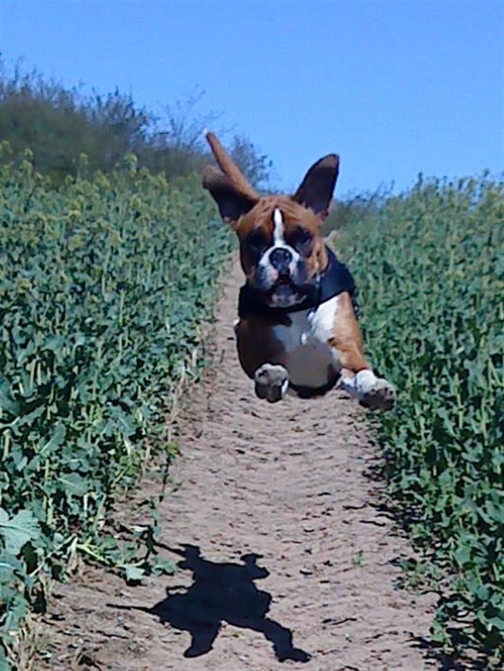 Boxer Mezzobox Bertil Ludvig billede 15