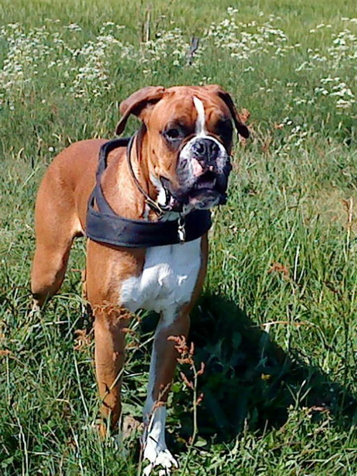 Boxer Mezzobox Bertil Ludvig billede 16