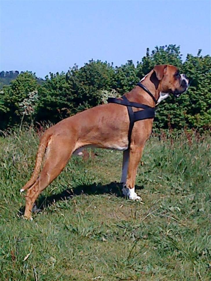 Boxer Mezzobox Bertil Ludvig billede 17