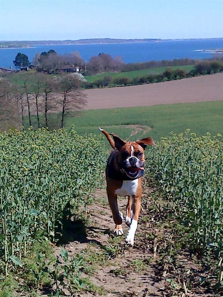 Boxer Mezzobox Bertil Ludvig billede 18