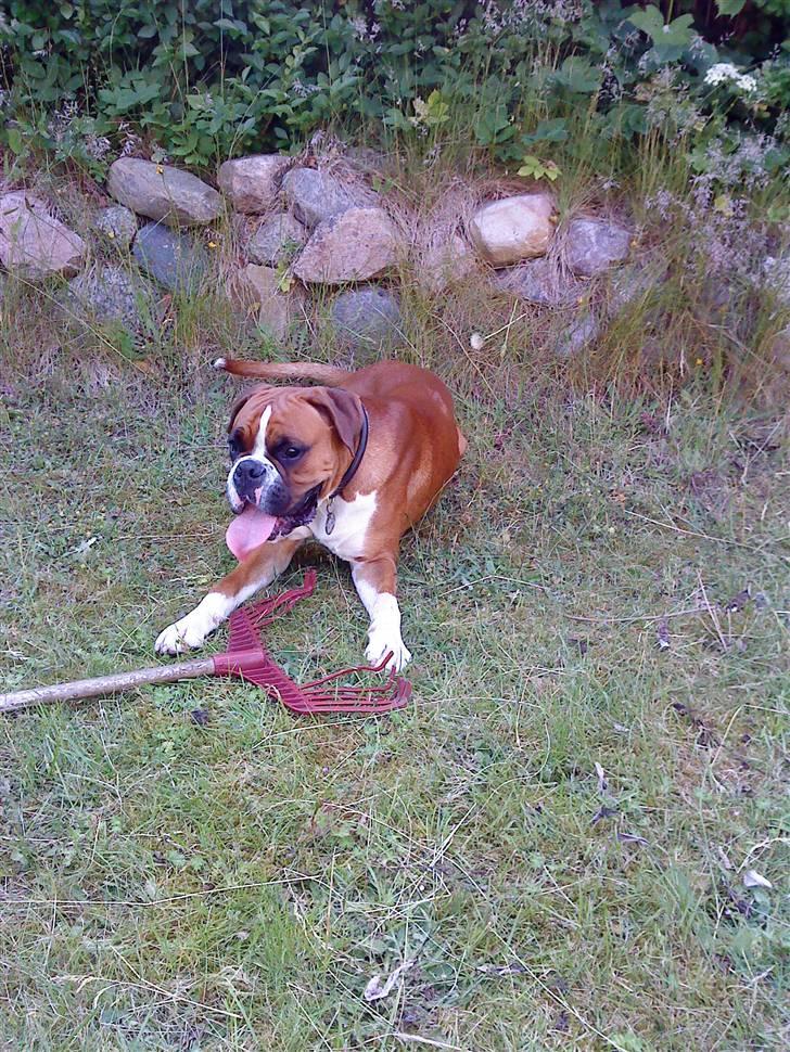 Boxer Mezzobox Bertil Ludvig - Ynglings legetøjet er en bladrive hvor næsten alle stængerne er blevet bidt af :) billede 19