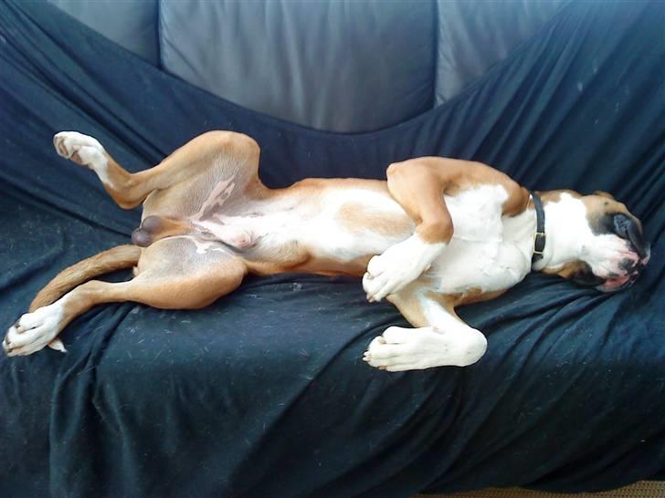 Boxer Mezzobox Bertil Ludvig - Til jer, som kun troede at det var teenage mennesker der sov til langt op ad formiddagen, i kan godt tro om igen. Teenage hunde gør det også ;) billede 20