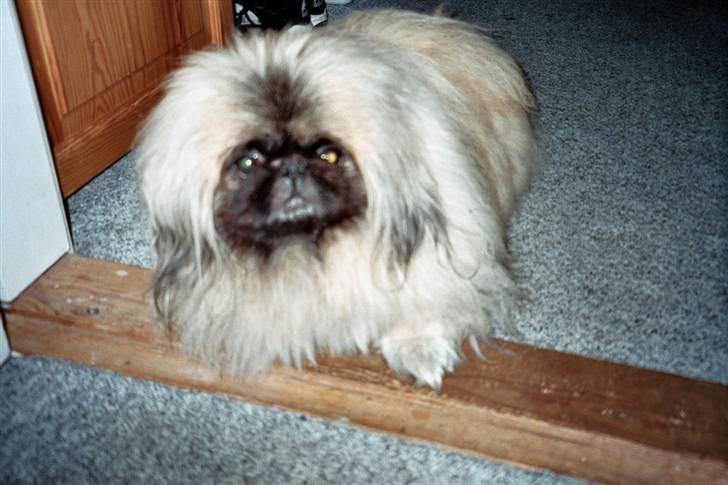 Pekingeser Tudse R.I.P - Himmelhund - Jeg skal helst ligge her billede 6