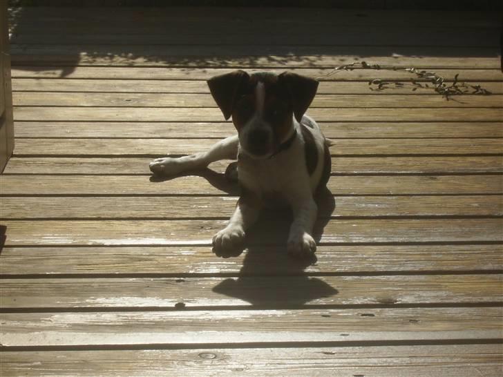 Dansk svensk gaardhund Louie - Louie 12 uger gammel billede 24