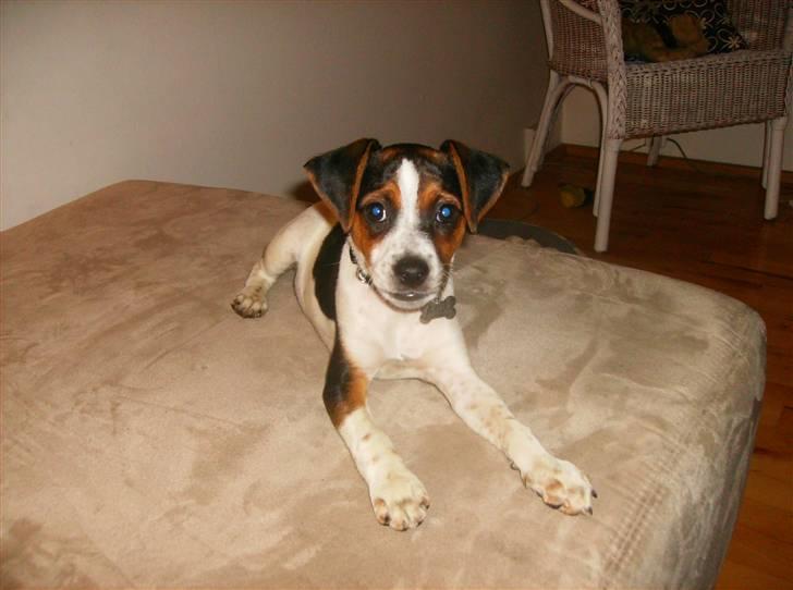 Dansk svensk gaardhund Louie - Louie 10 uger gammel billede 25