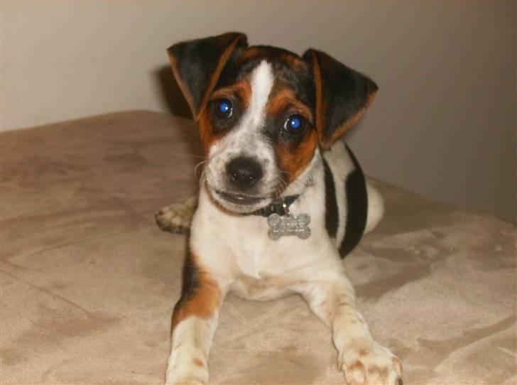 Dansk svensk gaardhund Louie - Louie 10 uger gammel billede 26