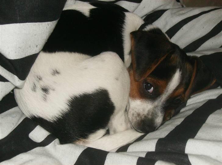 Dansk svensk gaardhund Louie - Louie 10 uger gammel billede 8