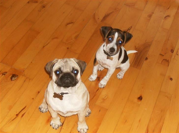 Dansk svensk gaardhund Louie - Louie og hans bedste veninde Fiona billede 27