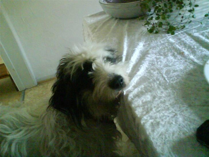 Blanding af racer candy billede 19