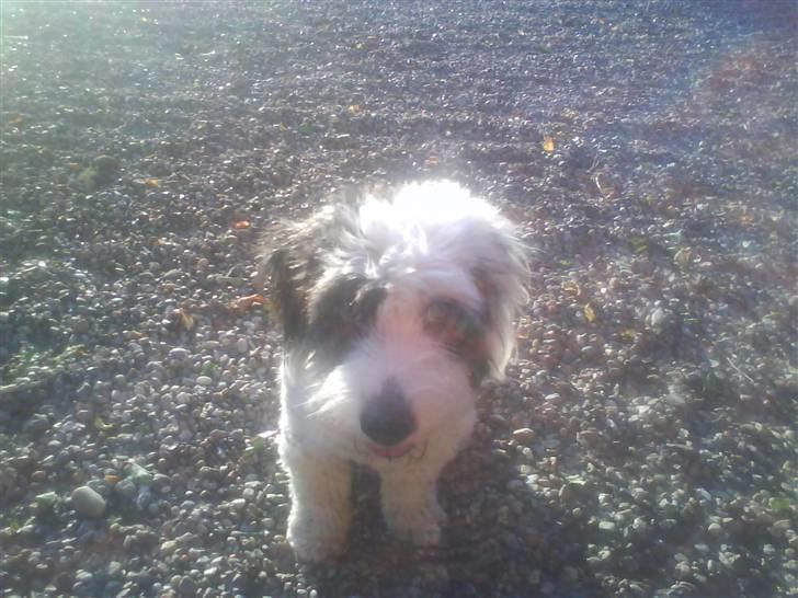 Blanding af racer candy billede 20