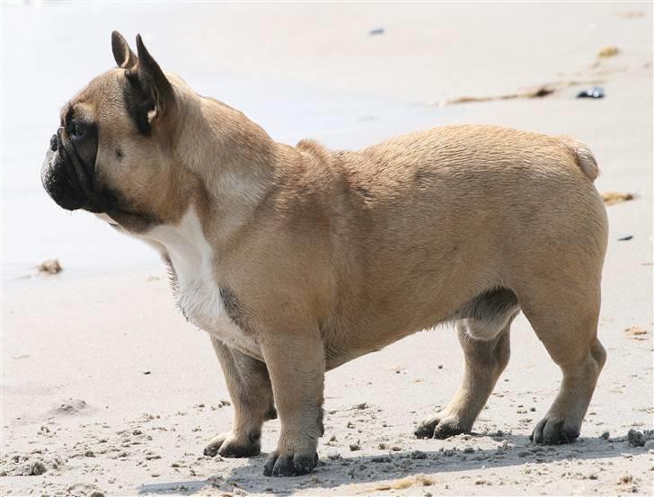 Fransk bulldog Elvis (HIMMELHUND) billede 1