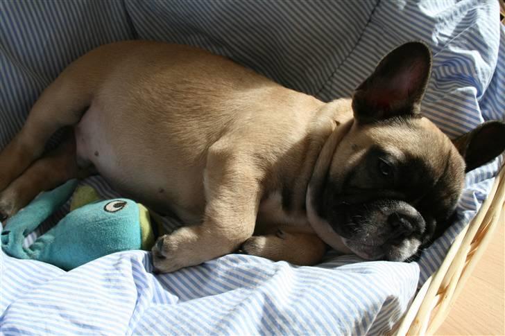 Fransk bulldog Elvis (HIMMELHUND) billede 2