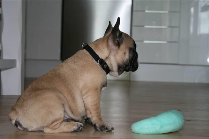 Fransk bulldog Elvis (HIMMELHUND) billede 3