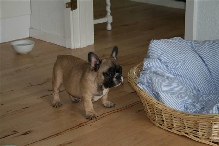 Fransk bulldog Elvis (HIMMELHUND) billede 4