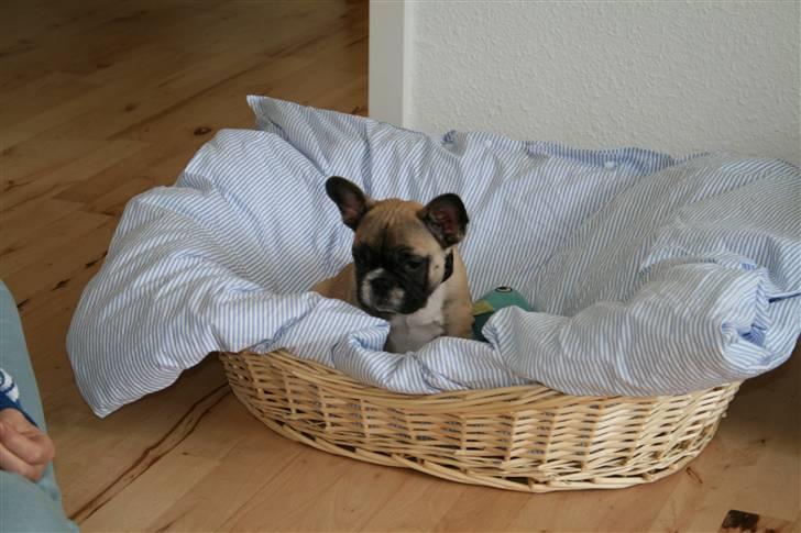 Fransk bulldog Elvis (HIMMELHUND) billede 5