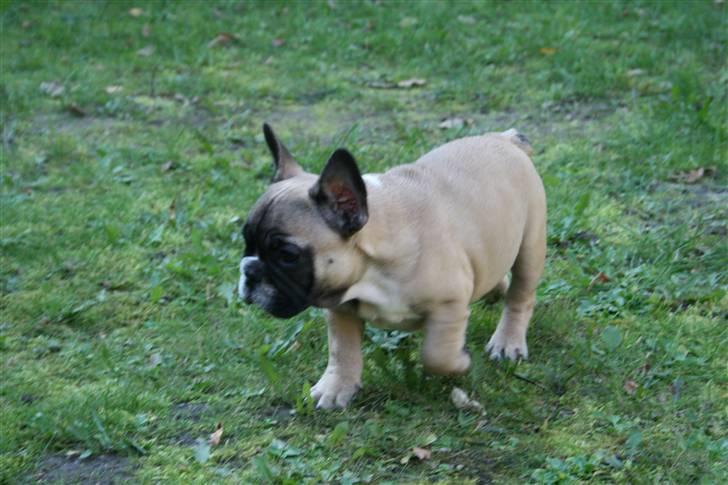 Fransk bulldog Elvis (HIMMELHUND) billede 6