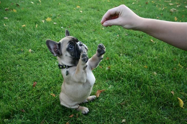 Fransk bulldog Elvis (HIMMELHUND) billede 7